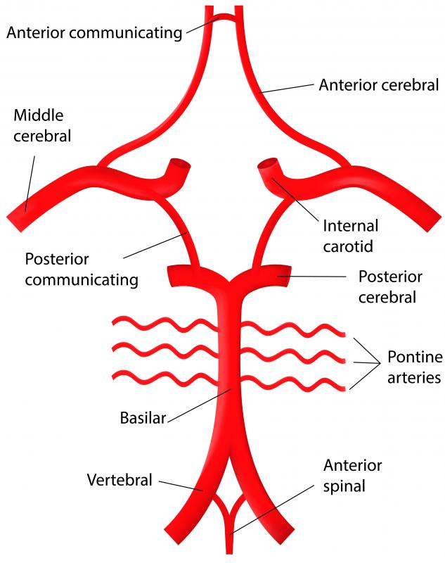 The basal cistern envelops the Circle of Willis, a network of arteries responsible for the transportation of blood to the brain.