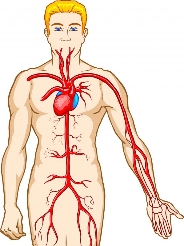 The heart pumps blood through different types of blood vessels to distribute oxgen to the body's organs.
