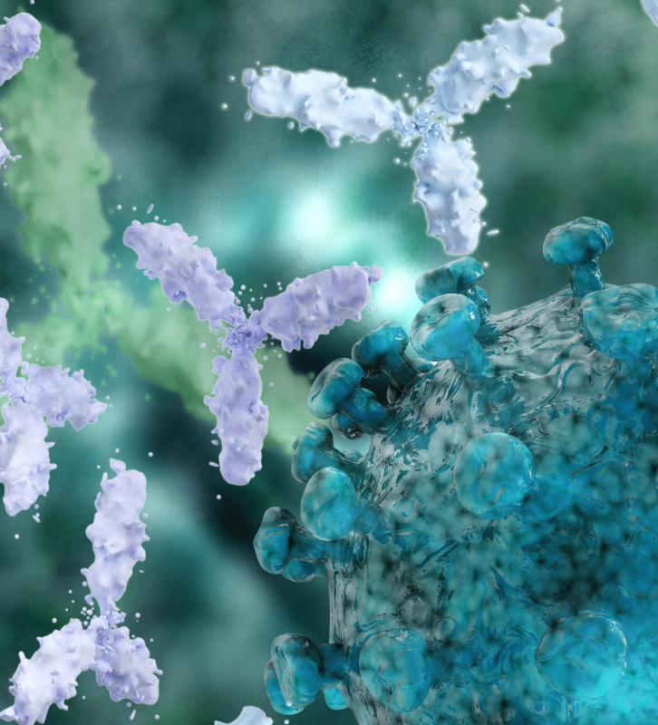 The immune system creates antibodies to destroy invaders.