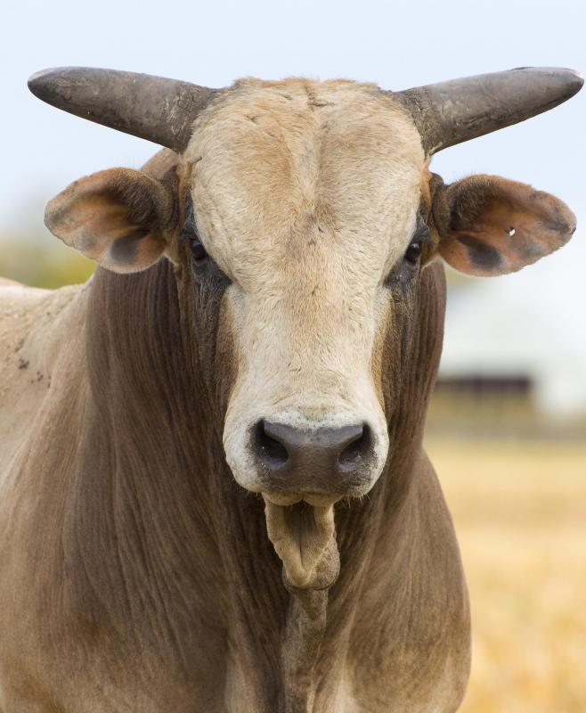 Matador's hats are meant to represent the horns of a bull.