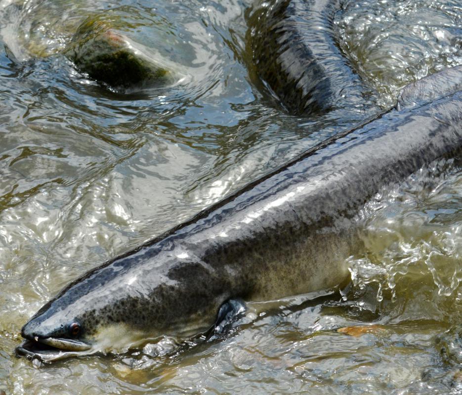 Australian aborigines farmed eels.