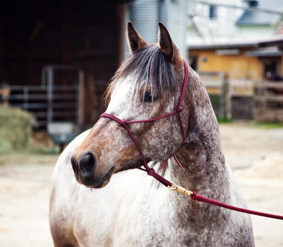 Morgan horses were one of the preferred breeds for the Pony Express.