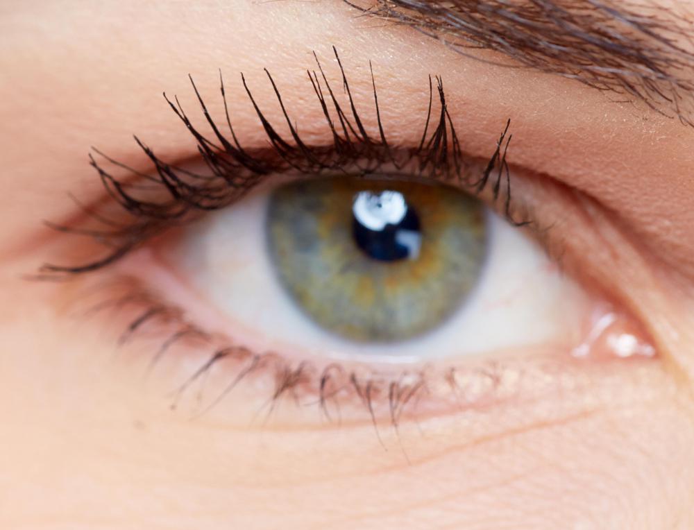 Geneticists examine a wide variety of traits, from eye color to disease.