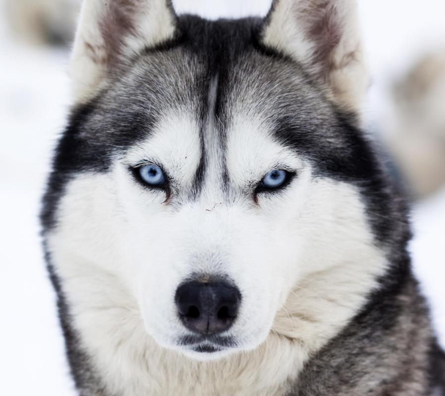 A husky will have an extra amount of vitamin A in its liver.