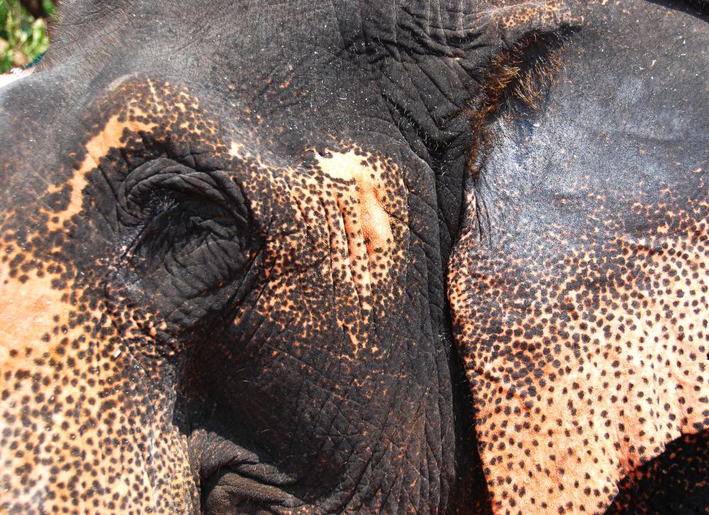 In India, the elephant plays a significant cultural role, as can be seen in the figure of Ganesh.