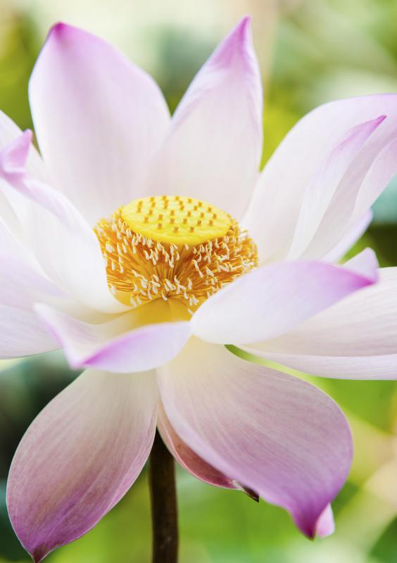 The Lotus Eaters may have eaten water lotuses, although this could be a mistranslation.