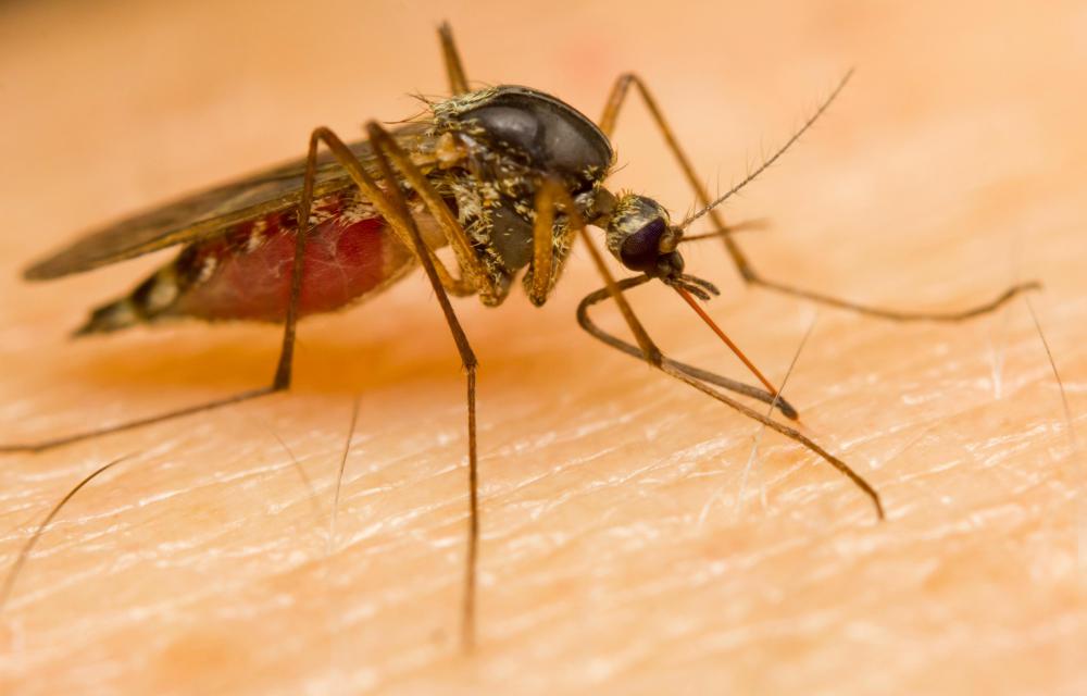 In 1916, Munro was hospitalized for malaria.