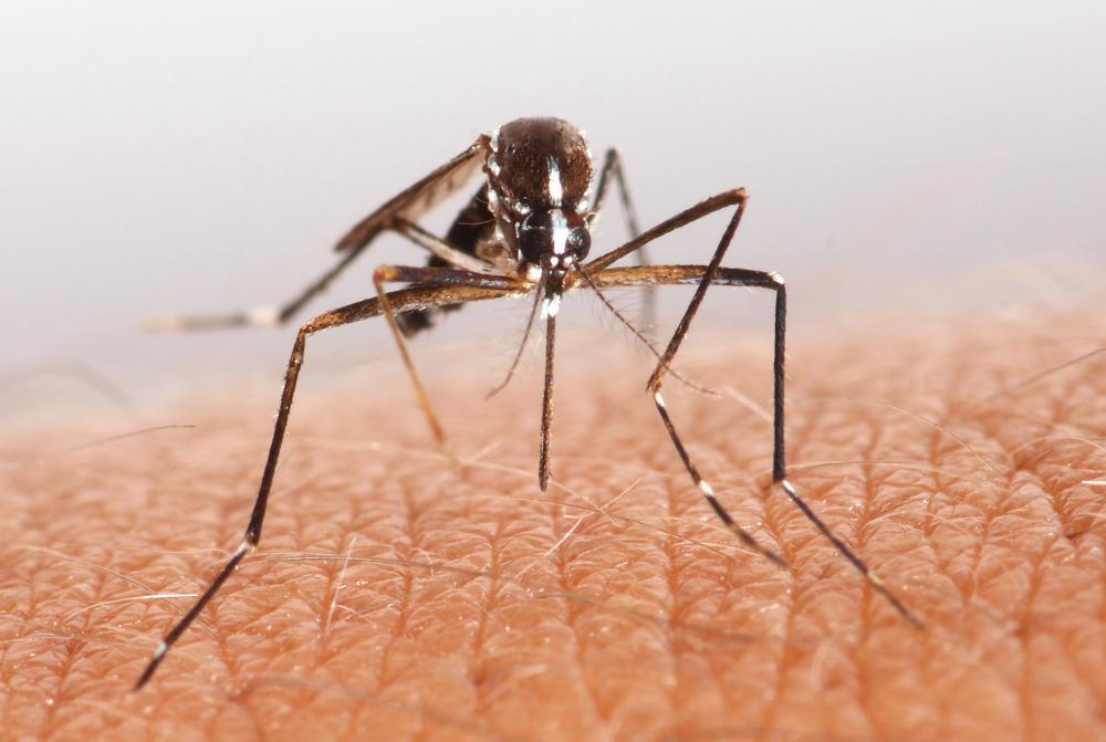 Chemical toilets that are not properly maintained can be a breeding ground for insects.
