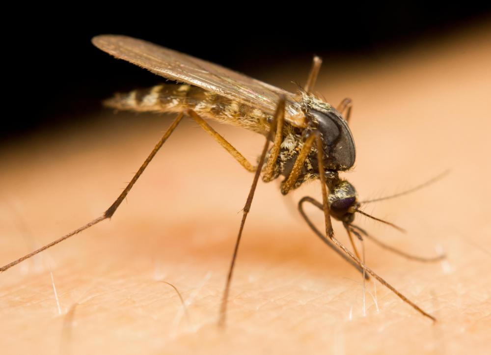 Mosquito bites can lead to the infection of West Nile encephalitis, Western equine encephalitis, Eastern equine encephalitis, St. Louis encephalitis, La Crosse encephalitis and Japanese encephalitis.