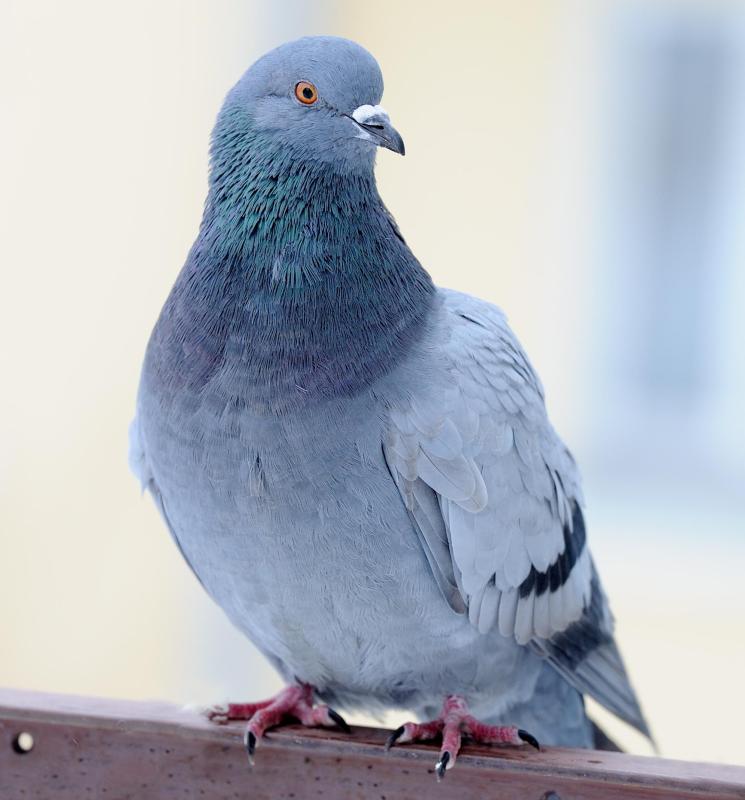 The use of pigeons was never widespread, but the birds were used to send mail among friends.