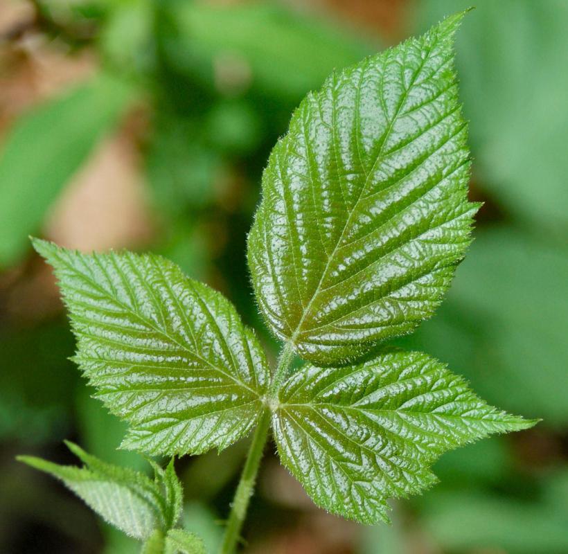 Exposure to poison ivy may cause itching legs.