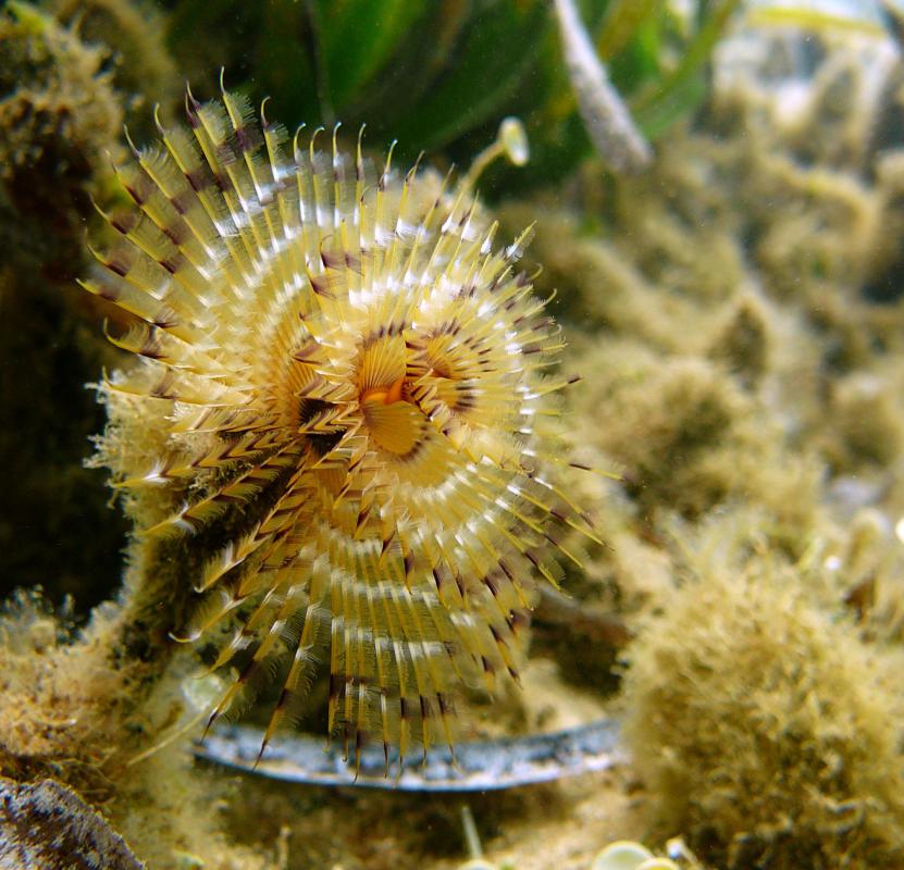 Tubeworms feed off chemosynthetic bacteria.