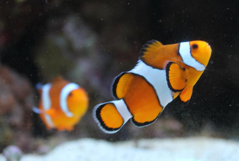 Clownfish can switch gender midway through life.