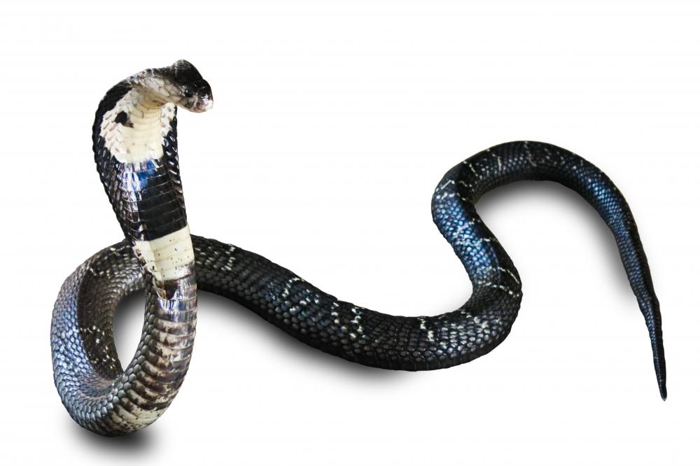 A cobra, a type of venomous snake.