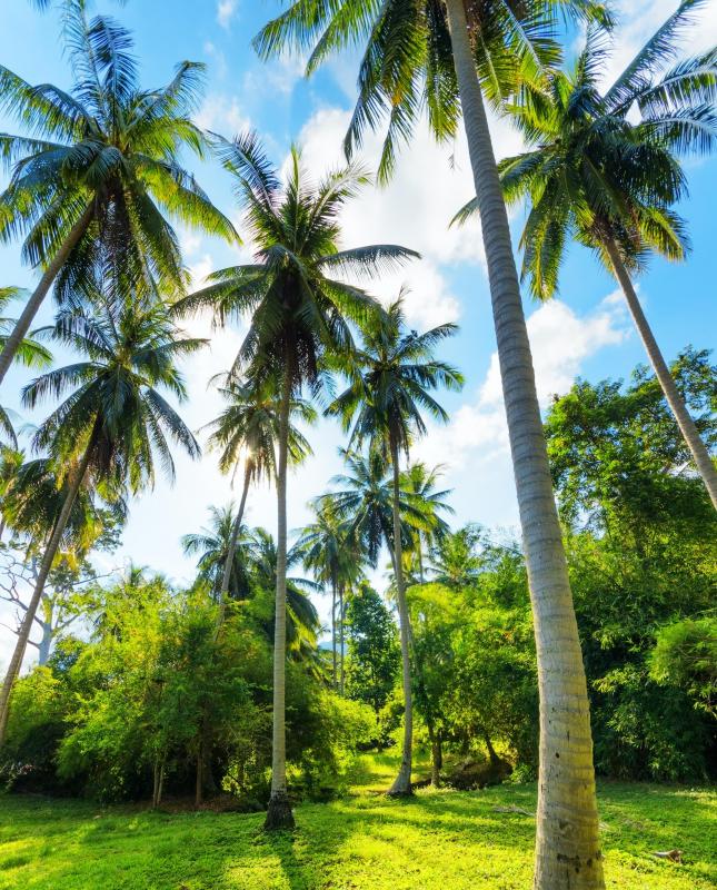 Due to the height of a coconut tree, a coconut falls with a great velocity.
