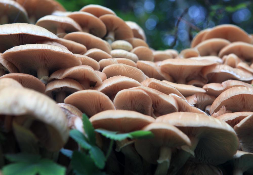 A fungal colony in eastern Oregon once covered 2,400 acres.