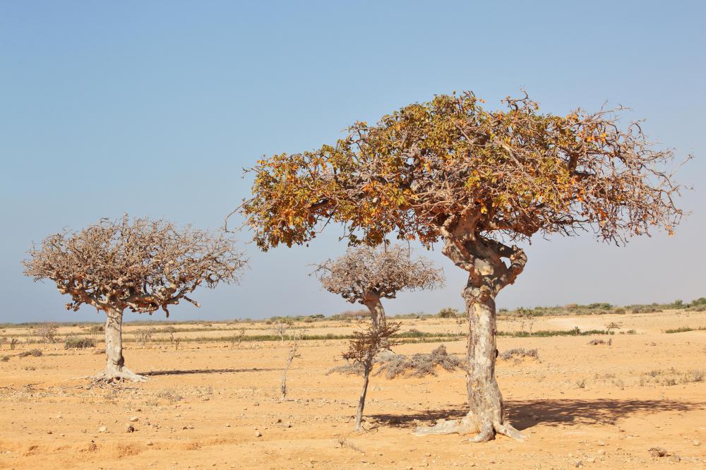 The most common source of myrrh is the tree, Commiphora myrrha.