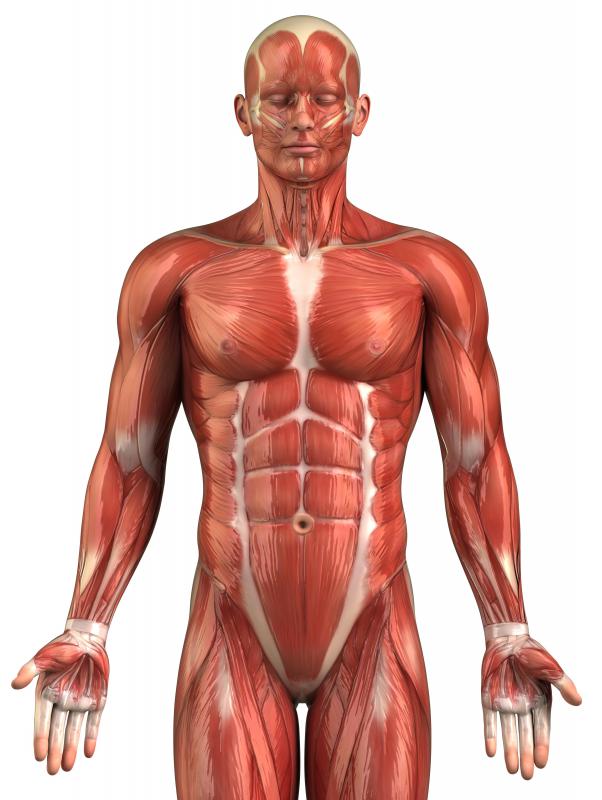 The tension caused by muscle contraction may cause the muscle to grow longer or become shorter.