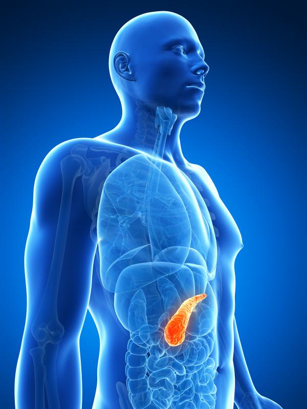 The main pancreatic cut transports pancreas secretions to the duodenum.