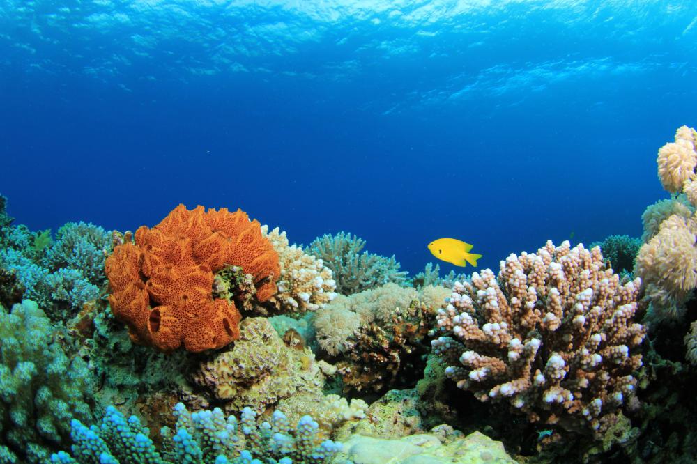 Coral reefs, like this one, are found around the Andaman Islands.