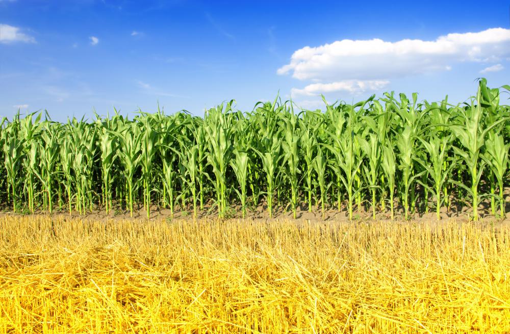 A harvest festival celebrates the harvest of fruits and vegetables.