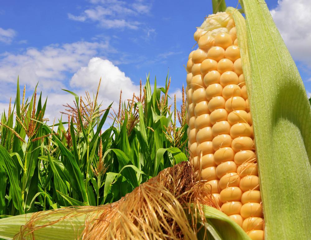 US agriculture was greatly influenced by Native American culture.