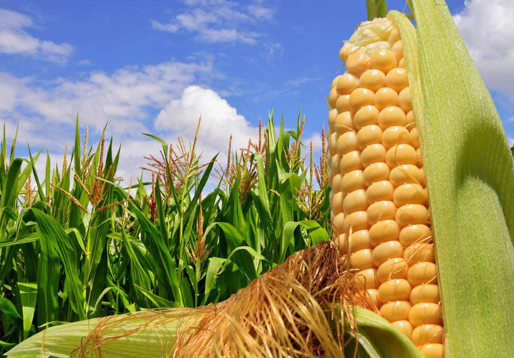 Corn is a commodity.