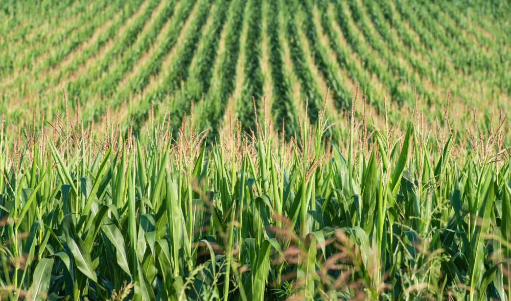A "bumper crop" is an unusually large harvest created by favorable environmental conditions.