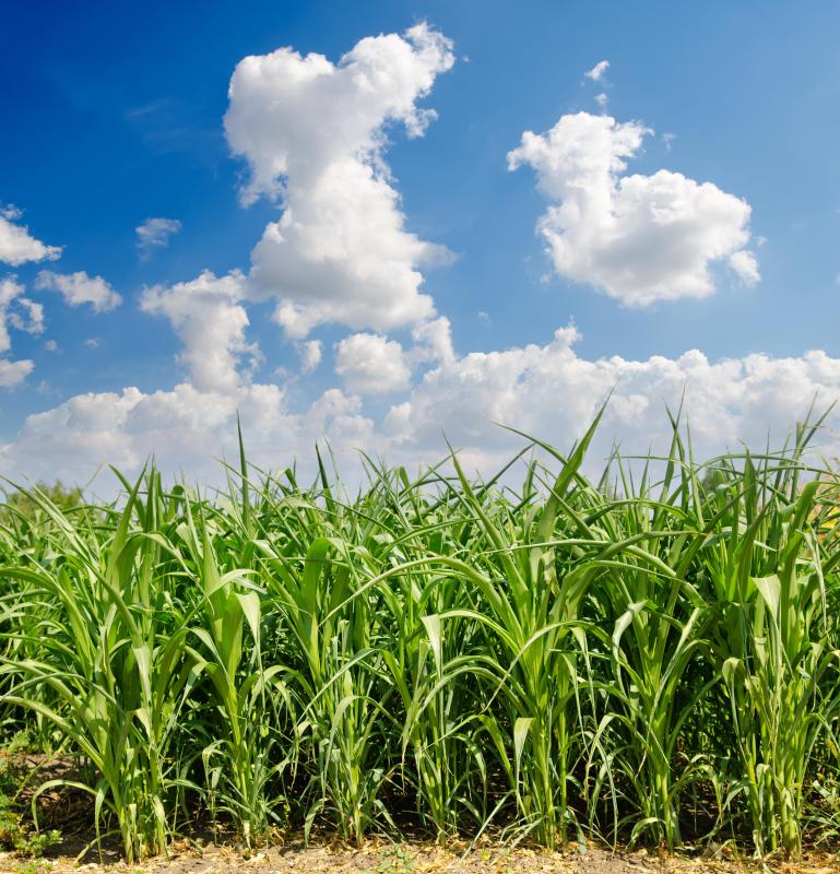 Corn plants.