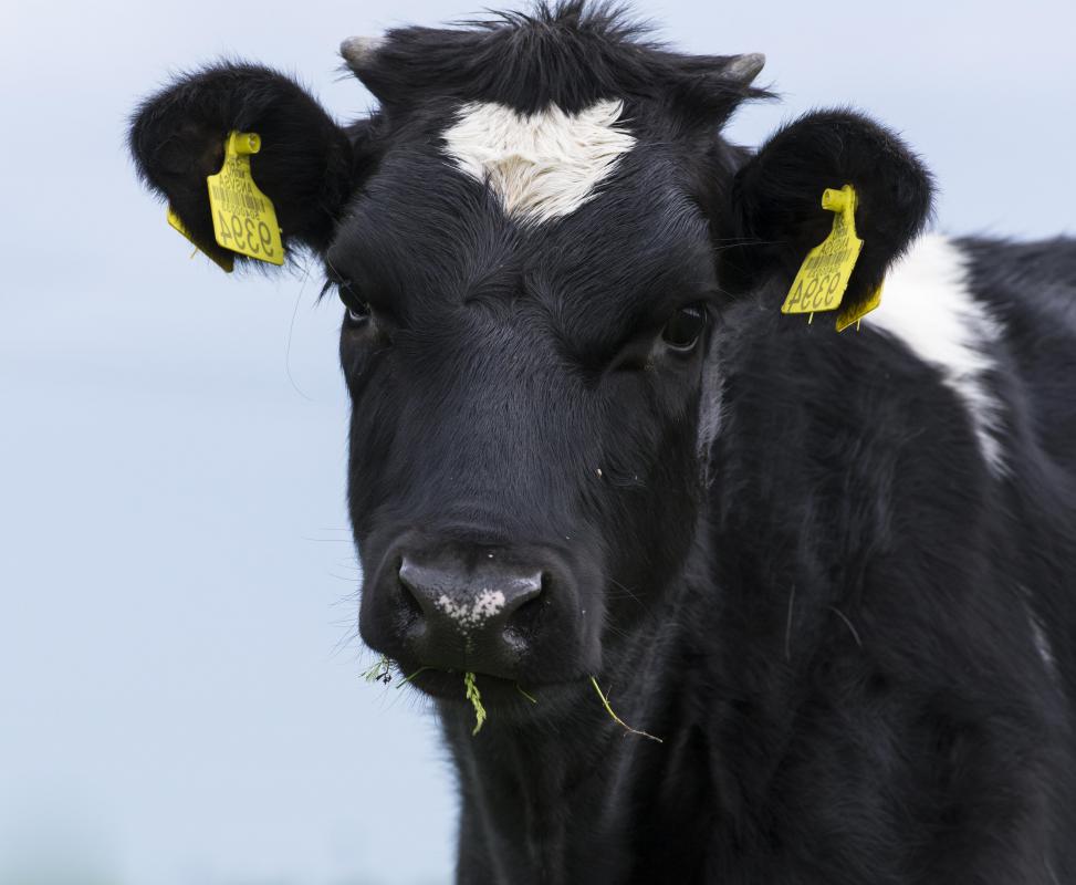 A cow takes part in 'reverse peristalsis' when its digestive tract pulls cud back into the esophagus so that it can be chewed again.