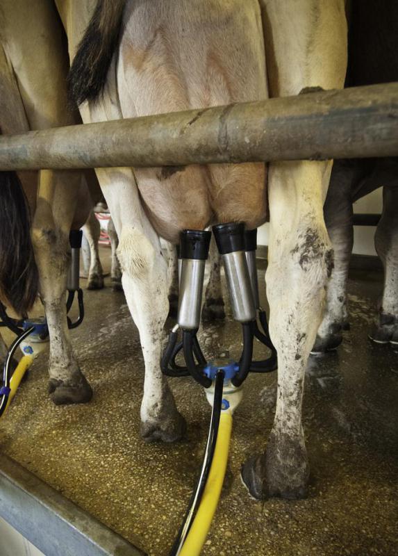 Modern dairy farms use milking machines to milk their cows.