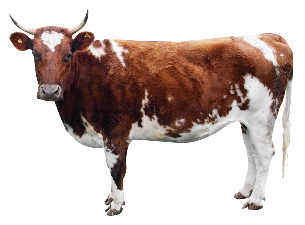 A cow.