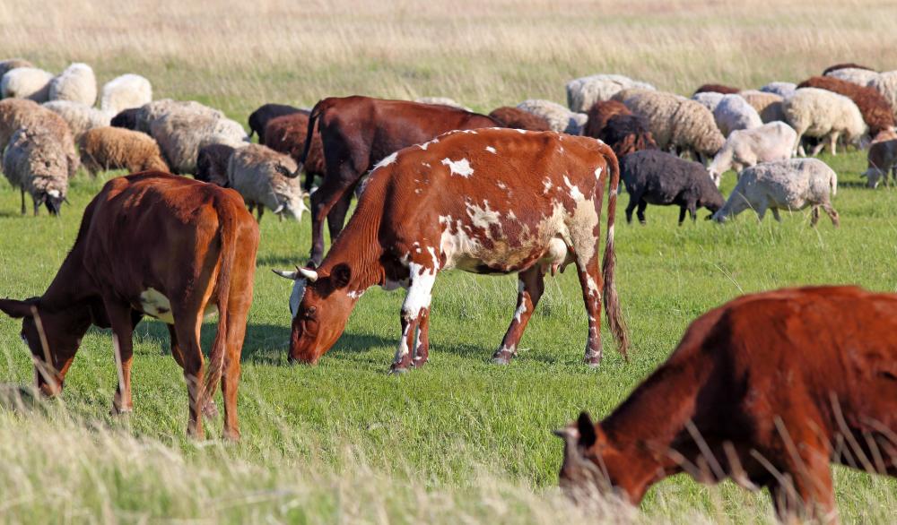 An agricultural project may aim to simplify the systems used in a dairy farm.