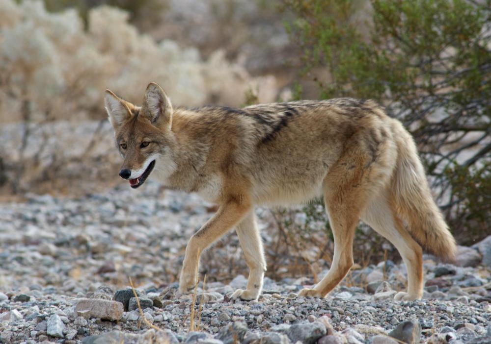The coyote is the state animal of South Dakota.