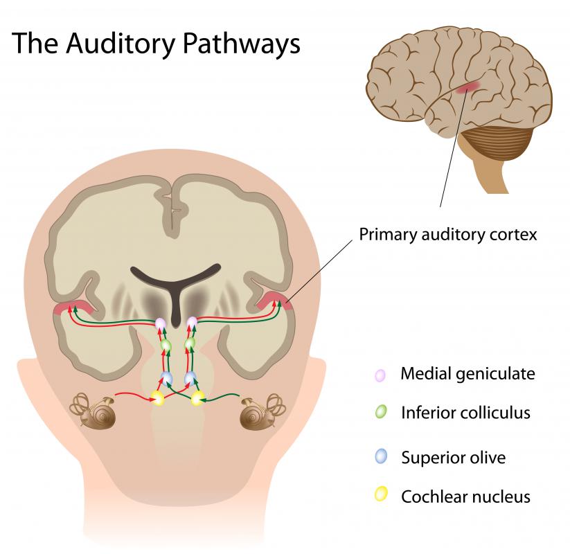 The auditory cortex makes sense of information that has been sent to it along auditory pathways from the ear.
