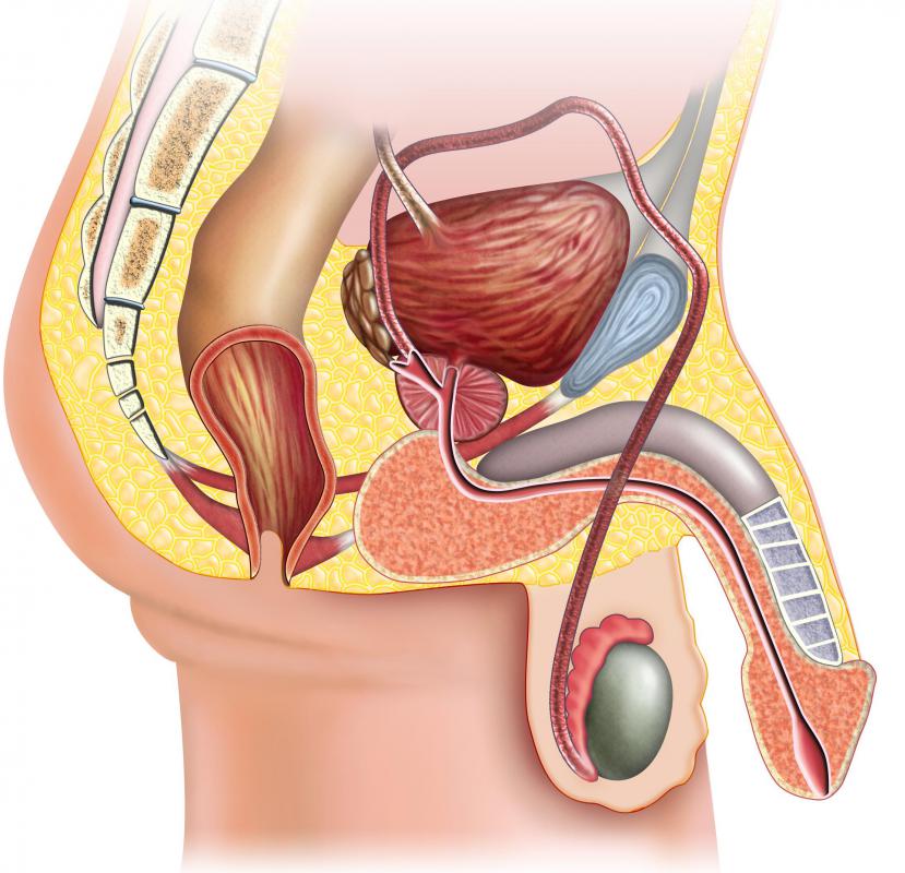Cysts can form along the epididymis, the tube that carries sperm.