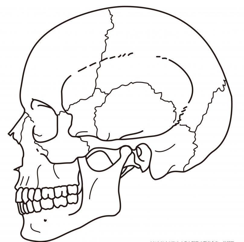 The cheekbone is a major part of the anatomy of the skull.