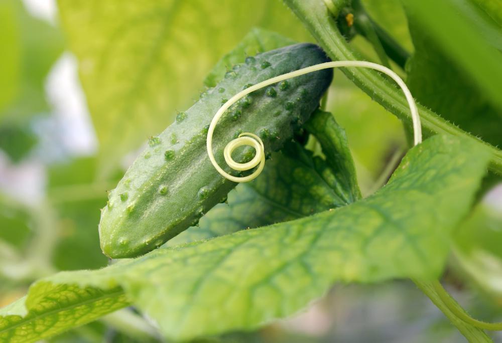 Cucumber is a natural diuretic.