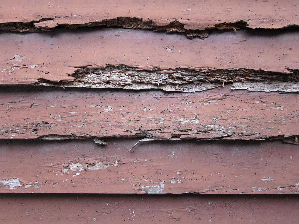 Termites can cause extreme damage to buildings if left untreated.
