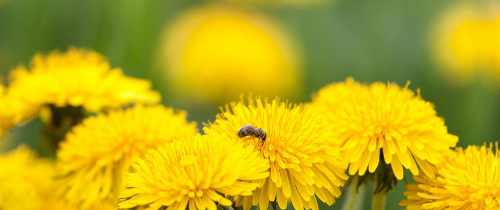 Dandelions are one of the many common plants that have tap roots.