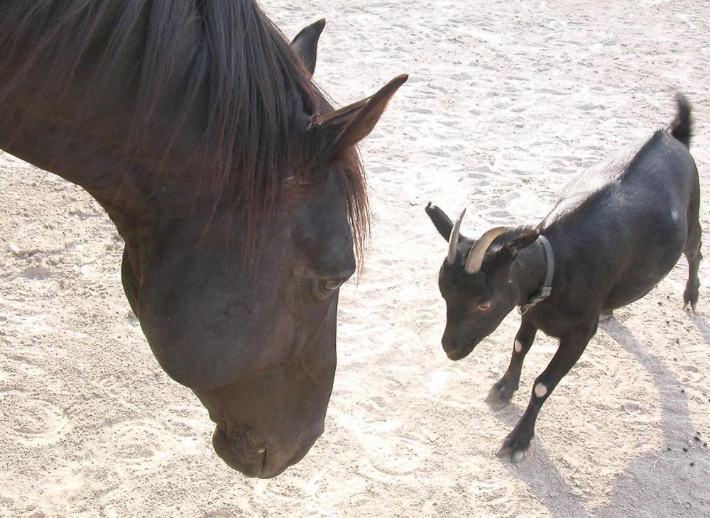 Goats and horses will both benefit from outdoor space as well as a barn or stable.