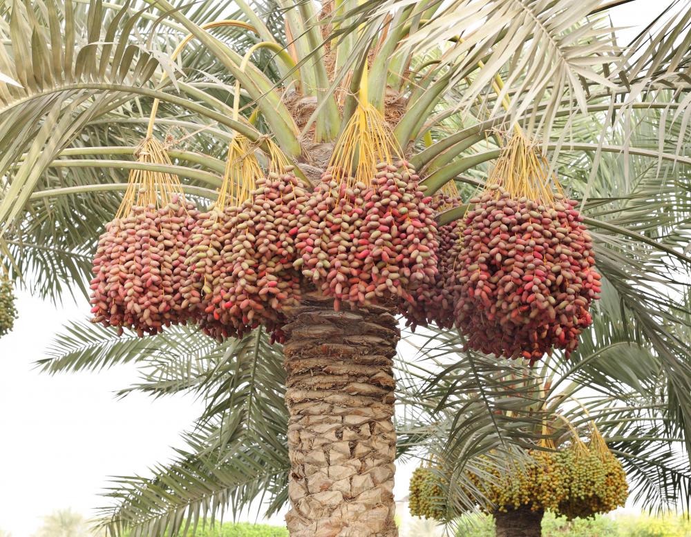 Dates growing on a date palm.