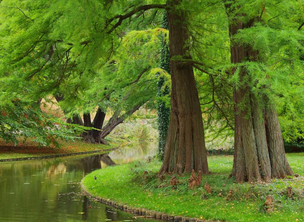 "Dawn Redwood" trees belong to the coniferous Family Cupressaceae.
