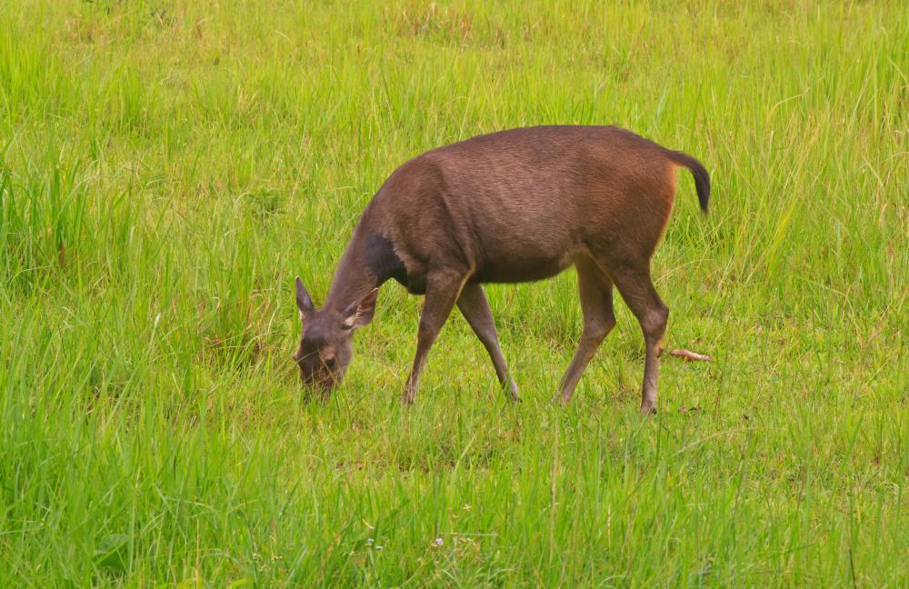 Deerstalker hats were first worn by hunters that stalked deer.
