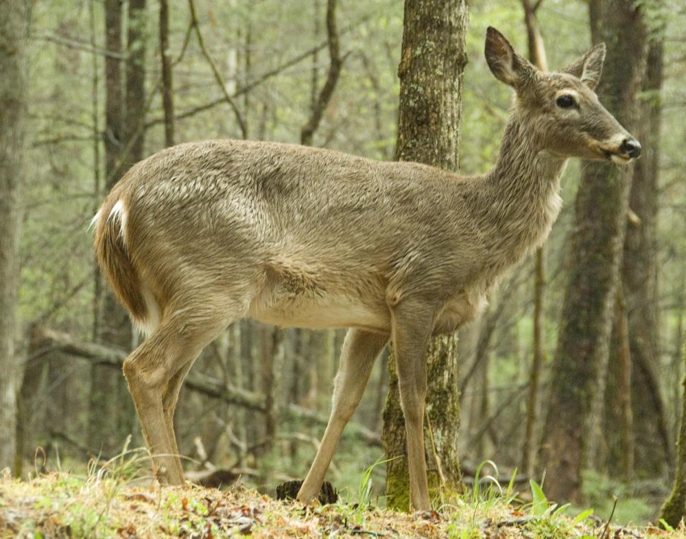 The Miwok tribe often wore deerskins for concealment while hunting deer.