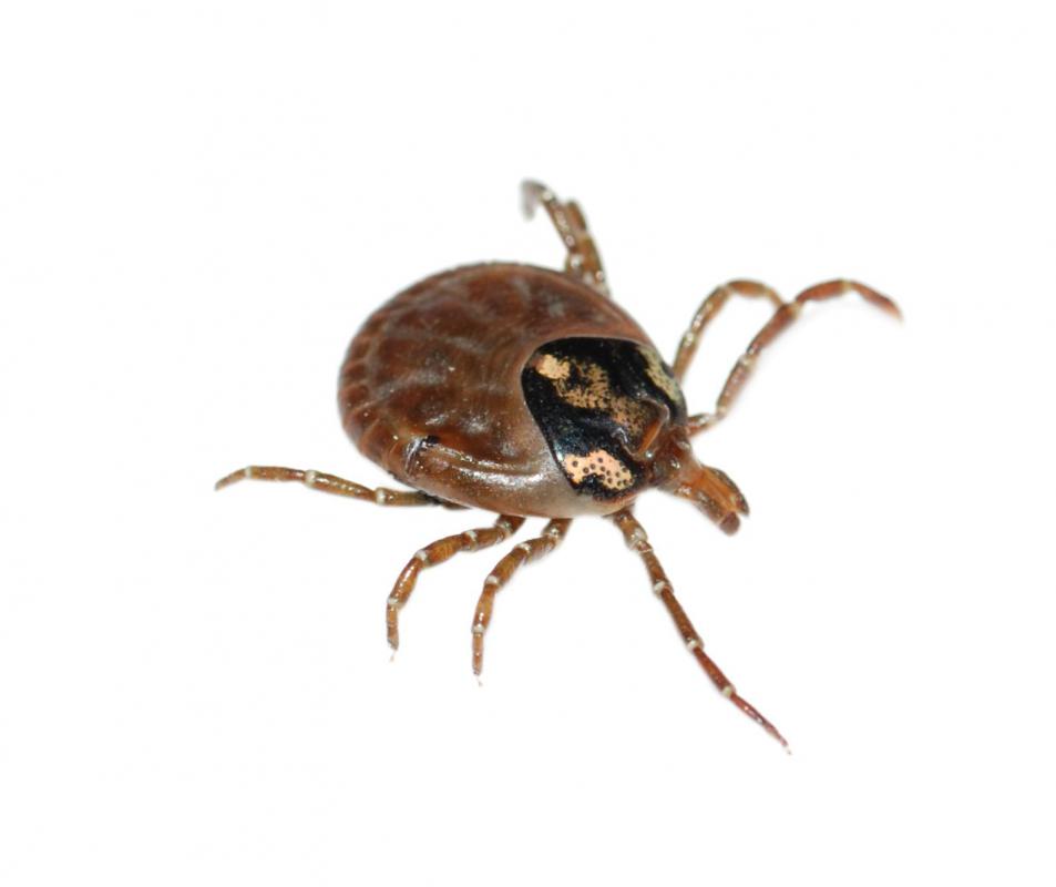 Deer ticks are largely responsible for the spread of Lyme disease.