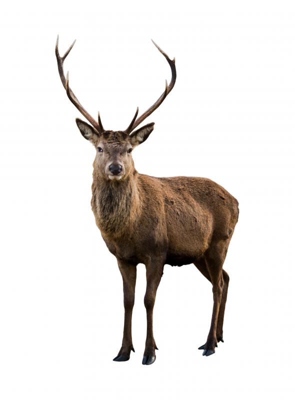 Deer antlers have been used to make chandeliers.