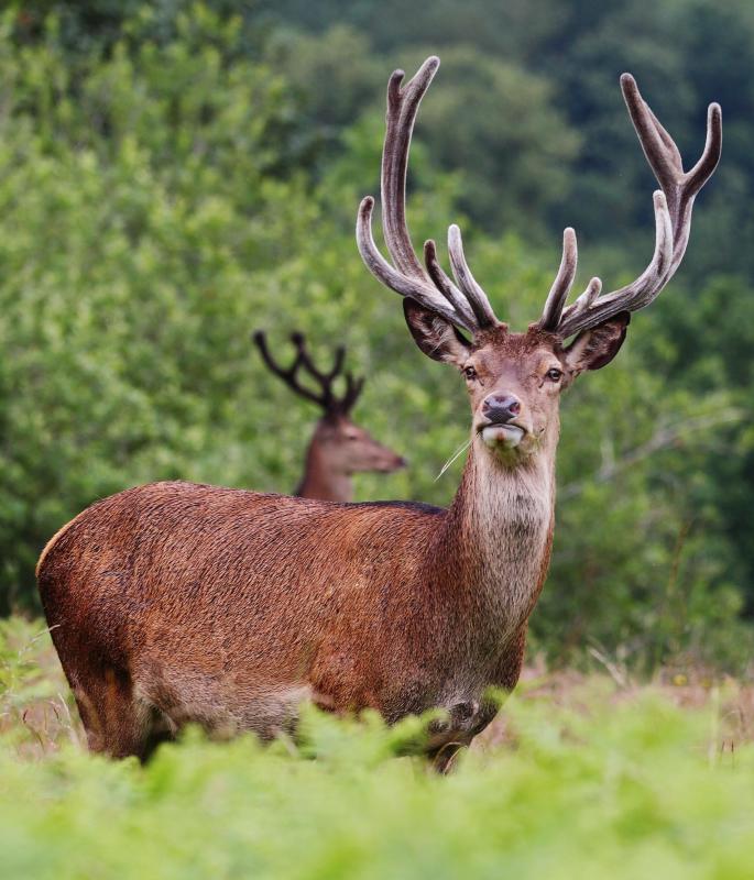 Hunting deer was a source of food for the Wichita Tribe.