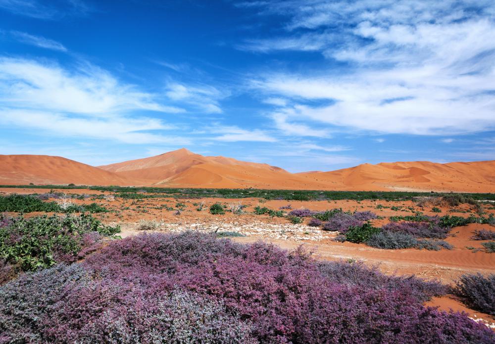 Desert trekkers need proper footwear that can carry them through sand or rough terrain.