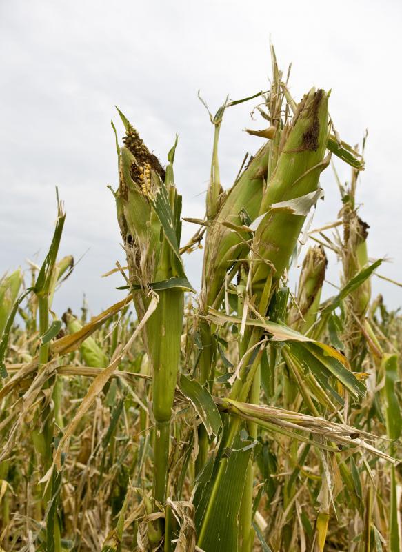 Without irrigation, crops may be lost.